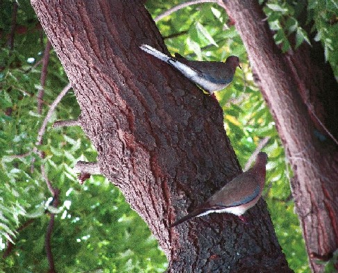 Uccello dall''Oman: Spilopelia senegalensis